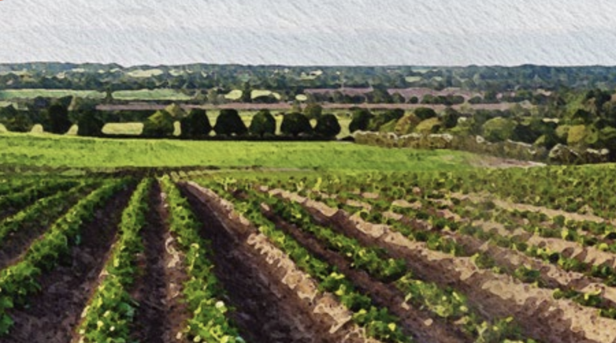A vibrant rural landscape shows neat, green rows of crops stretching into the horizon under a clear blue sky, conveying growth and tranquility.