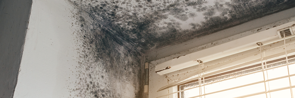Black mould growth on walls and ceiling near window with blinds